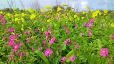 Malta 'da oxalis pes-caprae ve Pembe Silene colorata