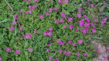 Malta 'da Pembe Silene Colorata