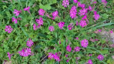Malta 'da Pembe Silene Colorata