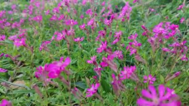 Malta 'da Pembe Silene Colorata
