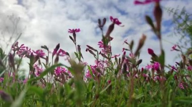 Malta 'da mavi gökyüzü arka planında Silene Colorata