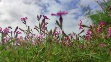 Malta 'da mavi gökyüzü arka planında Silene Colorata