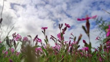 Malta 'da mavi gökyüzü arka planında Silene Colorata