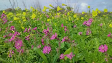 Malta 'da oxalis pes-caprae ve Pembe Silene colorata