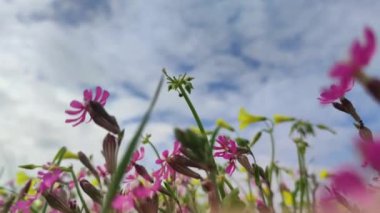 Malta 'da mavi gökyüzü arka planında Silene Colorata