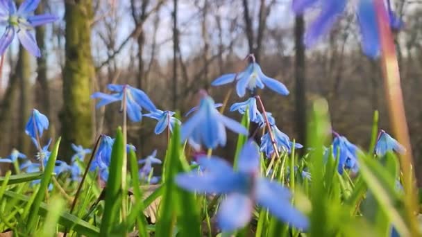 Świeże Wiosenne Kwiaty Scylli Wiosną — Wideo stockowe
