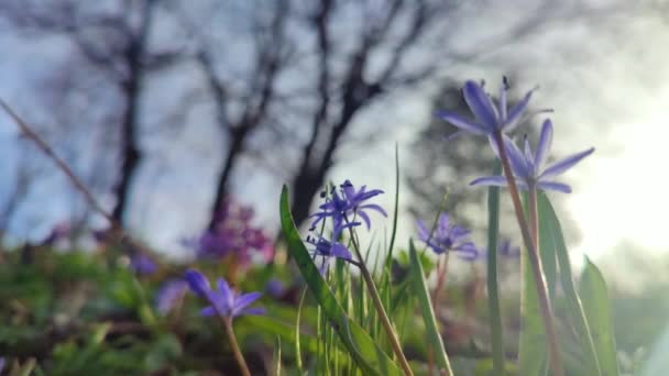 Fresh Blue Spring Scilla Flowers Spring — Stock Video