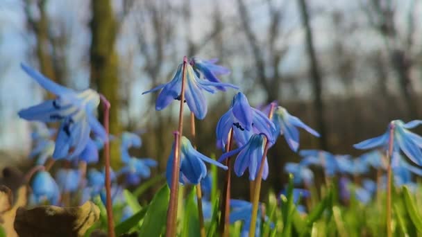 Flores Cilla Primavera Azul Fresca Primavera — Vídeo de stock