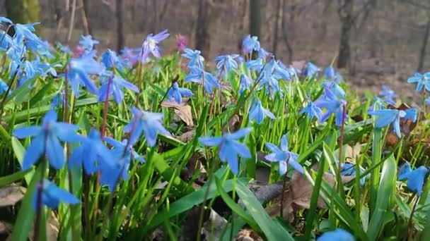 Flores Cilla Primavera Azul Fresca Primavera — Vídeo de stock