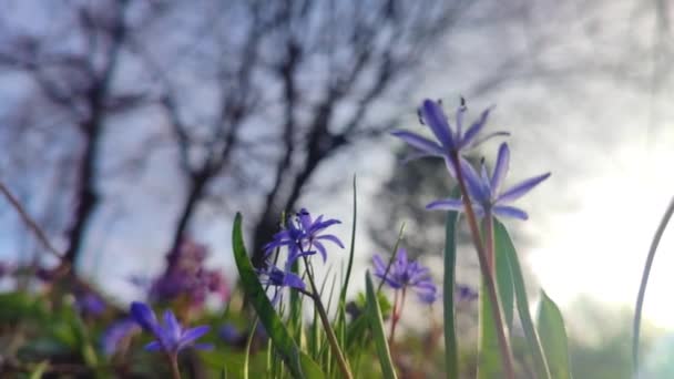 Νωπά Μπλε Λουλούδια Άνοιξη Scilla Την Άνοιξη — Αρχείο Βίντεο