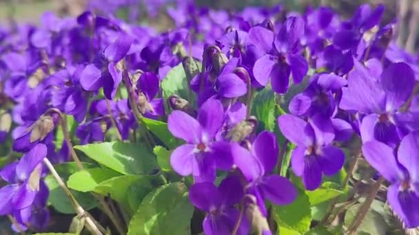 Wildlila Veilchen Blühen Frühling — Stockvideo