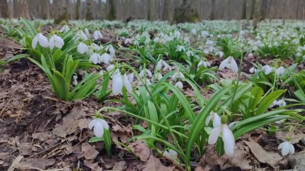 First Snowdrops Flowers Forest — Stock Video