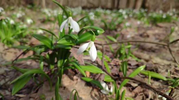 First Snowdrops Flowers Forest — Stock Video