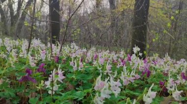 Machu Picchu ancient city view from Huchu'y Picchu in cloudy weather