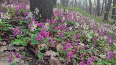 Bahar ormanı Kyiv botanik bahçesinde leylak, beyaz ve menekşe buharı çiçekleri