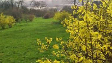 Bahar ormanı Kyiv botanik bahçesinde leylak, beyaz ve menekşe buharı çiçekleri