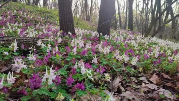 Lila Valkoinen Violetti Fumewort Kukkia Aikaisin Keväällä Metsässä Kiovassa Kasvitieteellinen — kuvapankkivideo
