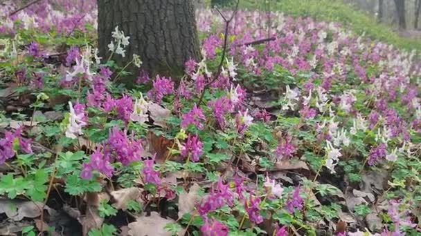 Lilac Vita Och Violetta Fumewort Blommor Tidig Vår Skog Kiev — Stockvideo
