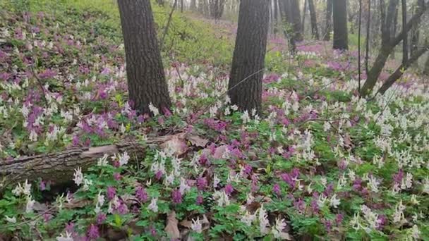 Λίλιακ Λευκά Και Βιολετί Λουλούδια Fumewort Πρώιμο Εαρινό Δάσος Στο — Αρχείο Βίντεο