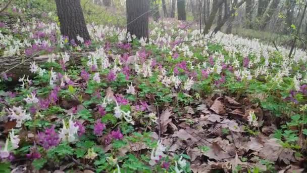 Liliowy Biały Fioletowy Fumewort Kwiaty Wczesnej Wiosny Lasu Kijowie Ogród — Wideo stockowe