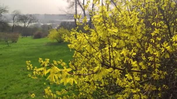 식물원 라일락 보라색 — 비디오