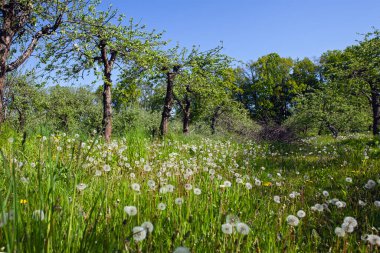 Baharda yeşil çayırlarda beyaz eski karahindibalar 