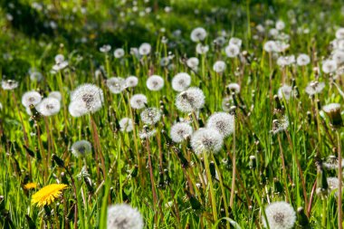 Baharda yeşil çayırlarda beyaz eski karahindibalar 