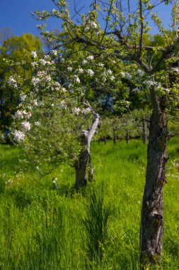 Kyiv VDNG Parkı, Ukrayna 'da baharda çiçek açan elma bahçesi