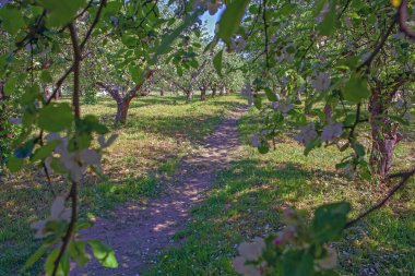 Kyiv VDNG Parkı, Ukrayna 'da baharda çiçek açan elma bahçesi