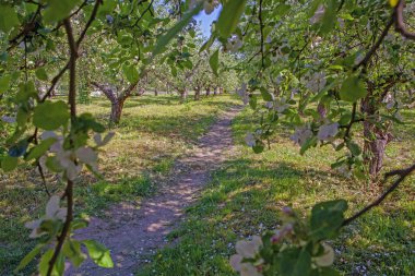 Kyiv VDNG Parkı, Ukrayna 'da baharda çiçek açan elma bahçesi