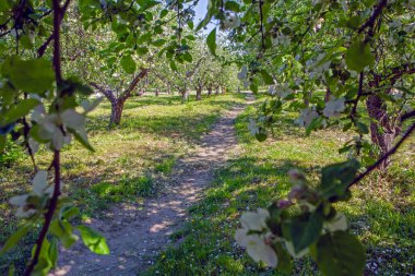 Kyiv VDNG Parkı, Ukrayna 'da baharda çiçek açan elma bahçesi