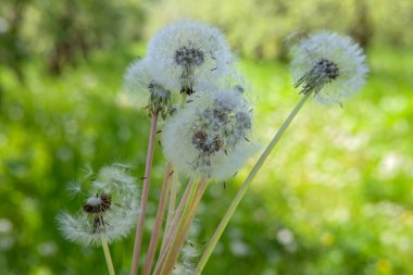 Baharda yeşil çayırlarda buket halinde beyaz karahindibalar. 