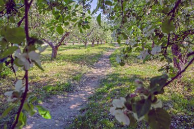 Kyiv VDNG Parkı, Ukrayna 'da baharda çiçek açan elma bahçesi
