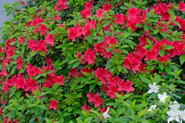 Kyiv bataniacl Bahçesi portakalında parlak kırmızı rhododendron çiçekleri