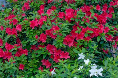 Kyiv bataniacl Bahçesi portakalında parlak kırmızı rhododendron çiçekleri