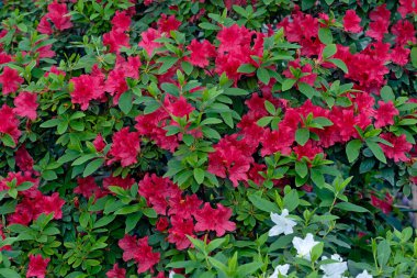 Kyiv bataniacl Bahçesi portakalında parlak kırmızı rhododendron çiçekleri