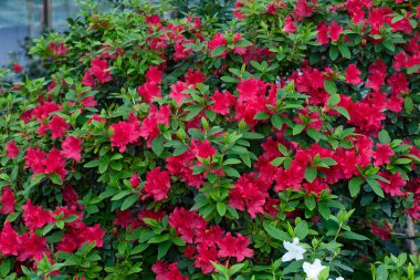 Kyiv bataniacl Bahçesi portakalında parlak kırmızı rhododendron çiçekleri