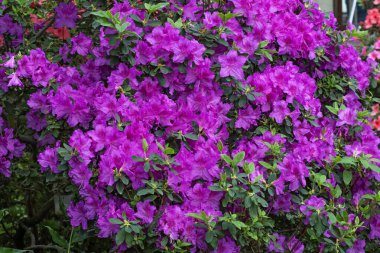 Kyiv bataniacl Bahçesi portakalında parlak taze rhododendron çiçekleri