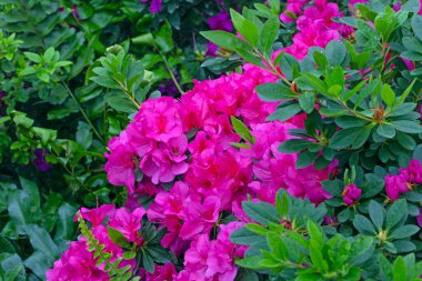 Kyiv bataniacl Bahçesi portakalında parlak taze rhododendron çiçekleri