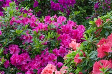 Kyiv bataniacl Bahçesi portakalında parlak taze rhododendron çiçekleri