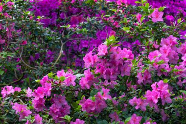 Kyiv bataniacl Bahçesi portakalında parlak taze rhododendron çiçekleri