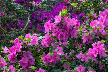 Kyiv bataniacl Bahçesi portakalında parlak taze rhododendron çiçekleri