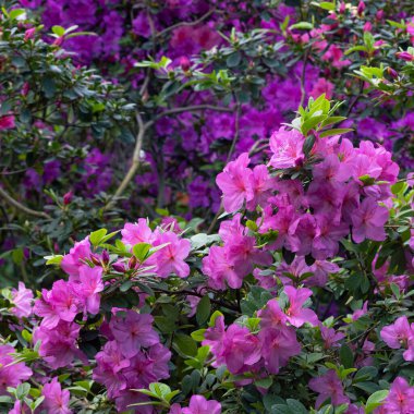 Kyiv bataniacl Bahçesi portakalında parlak taze rhododendron çiçekleri