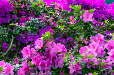 Kyiv bataniacl Bahçesi portakalında parlak taze rhododendron çiçekleri