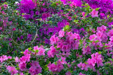 Kyiv bataniacl Bahçesi portakalında parlak taze rhododendron çiçekleri