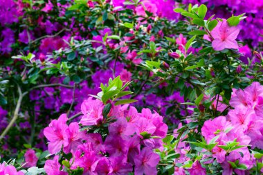 Kyiv bataniacl Bahçesi portakalında parlak taze rhododendron çiçekleri