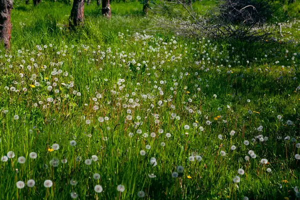 春の緑の牧草地の白い古いタンポ ストック写真