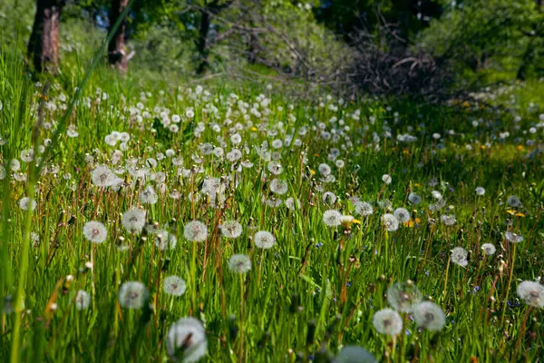 春の緑の牧草地の白い古いタンポ ストック写真