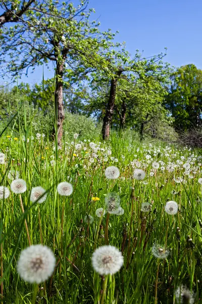 White Old Dandelions Green Meadow Spring Stock Picture