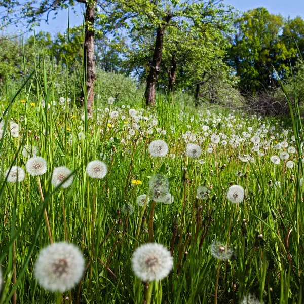 Белые Старые Одуванчики Зеленом Лугу Весной Стоковая Картинка